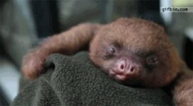 sloth-yawn-cute.jpg