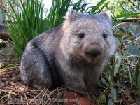 wombat 3.jpg